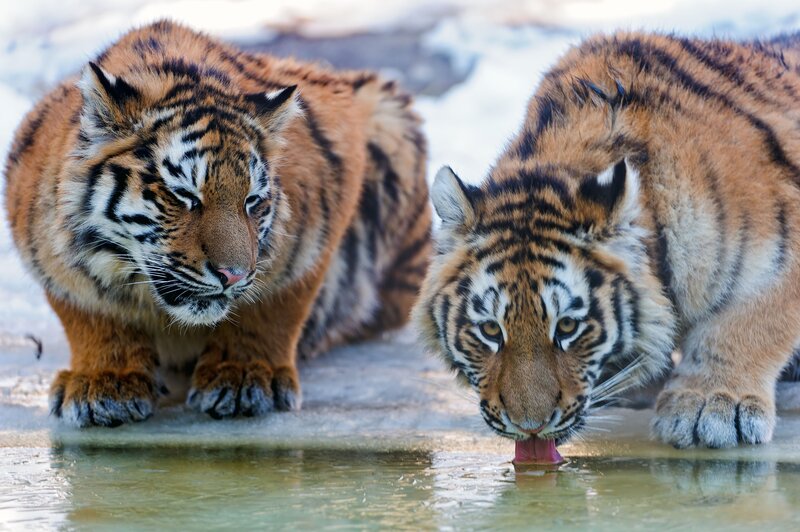 Two tigers drinking water