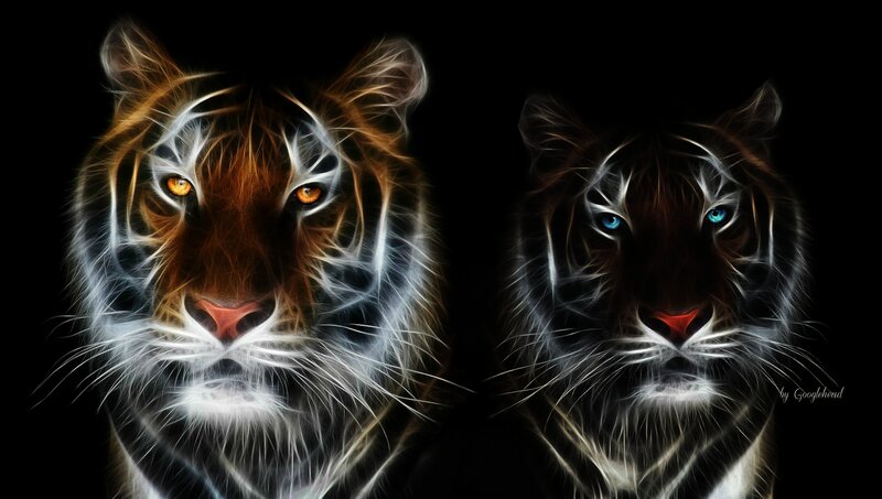 Two Tigers Facing Forward