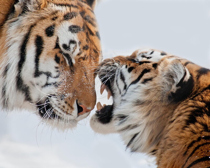 Two Tigers Facing Off — Orange