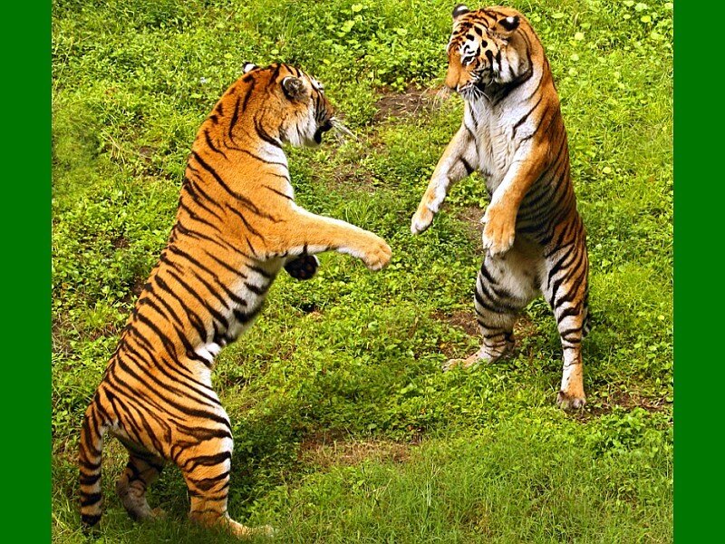 Two tigers fighting
