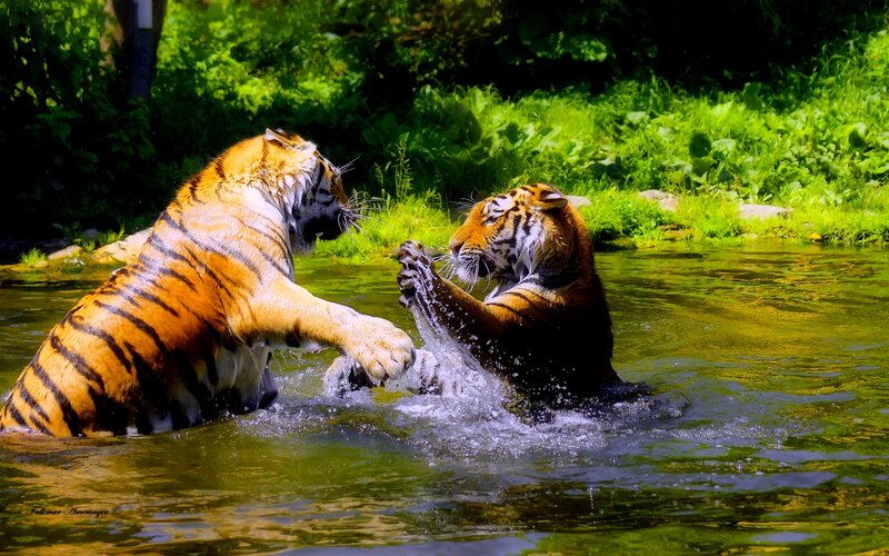 Two Tigers Fighting — Green