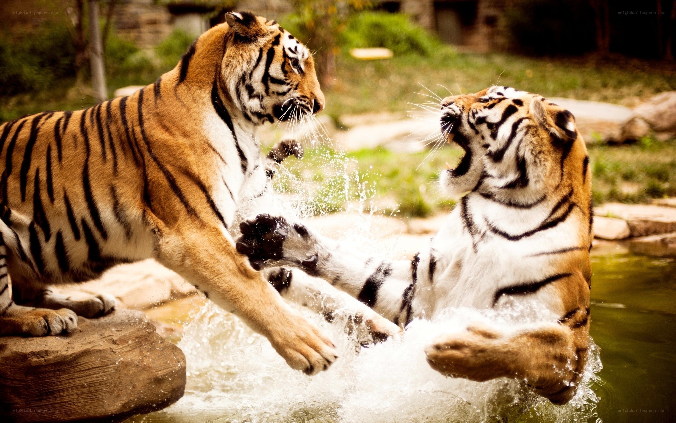 Two tigers fighting in water