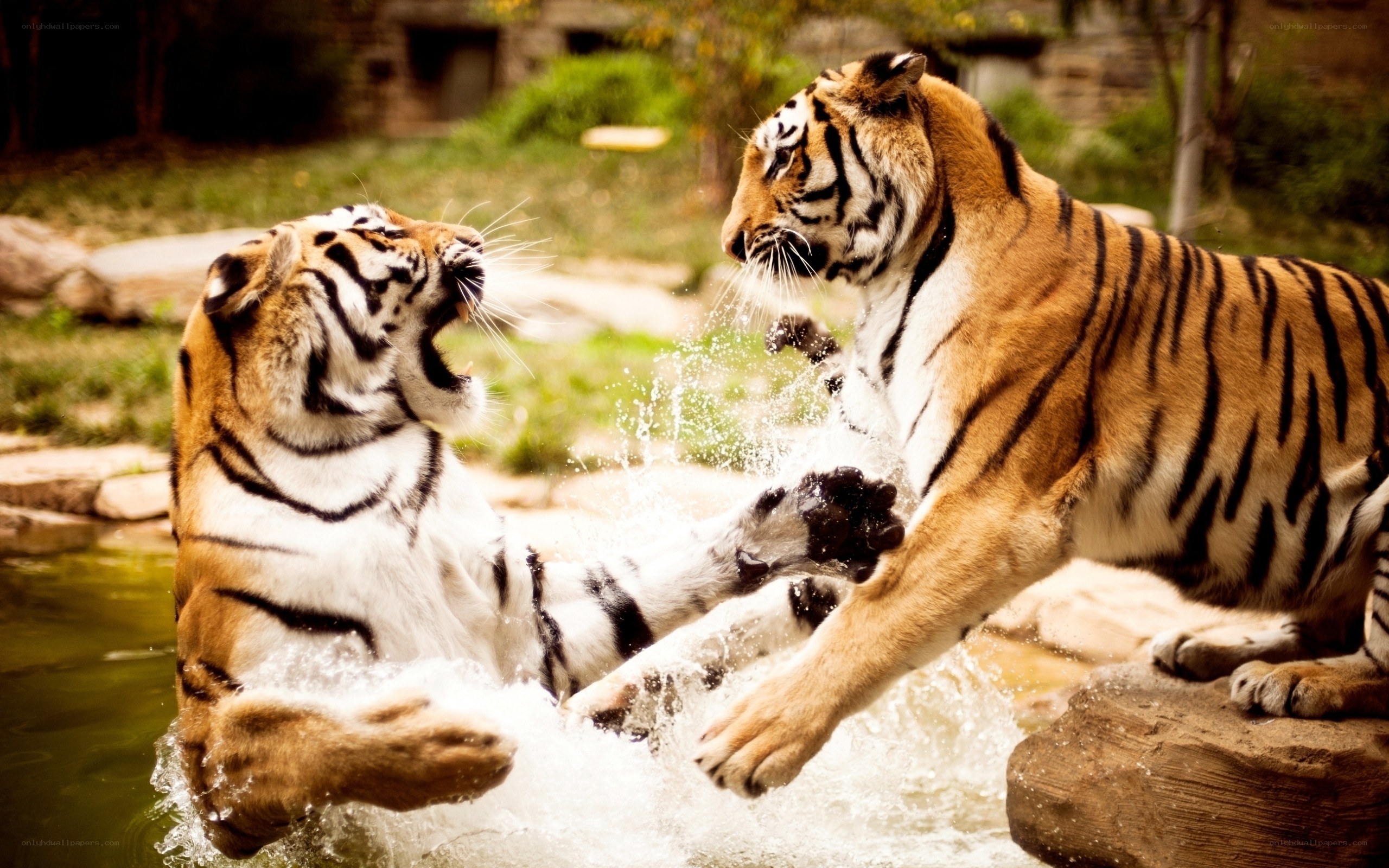Two tigers fighting in water