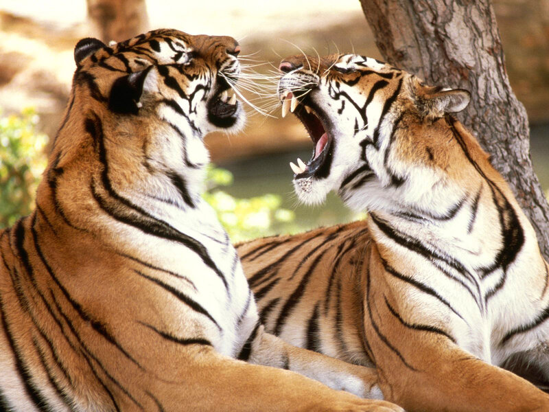 Two Tigers Fighting — Orange, Aggressive, Afternoon, Photograph, Tree