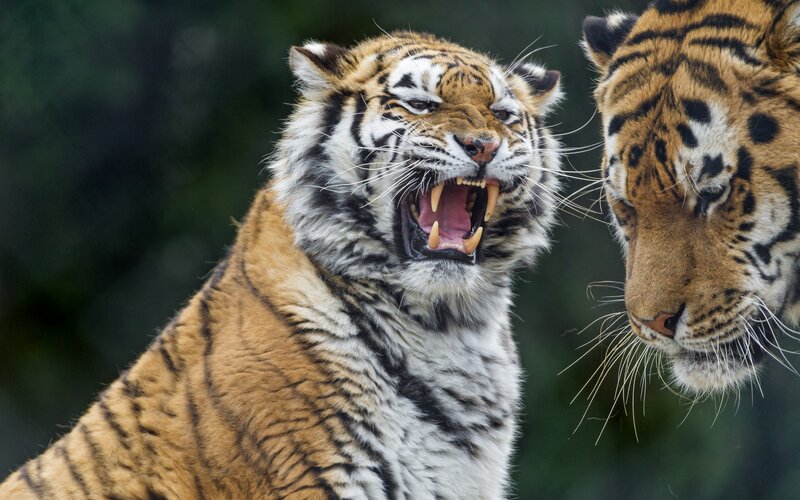 Two Tigers Fighting — Orange, Aggressive, Photograph, Tiger, Open Mouth