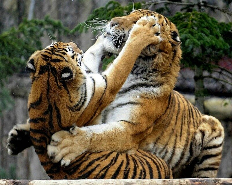 Two Tigers Fighting — Orange, Aggressive
