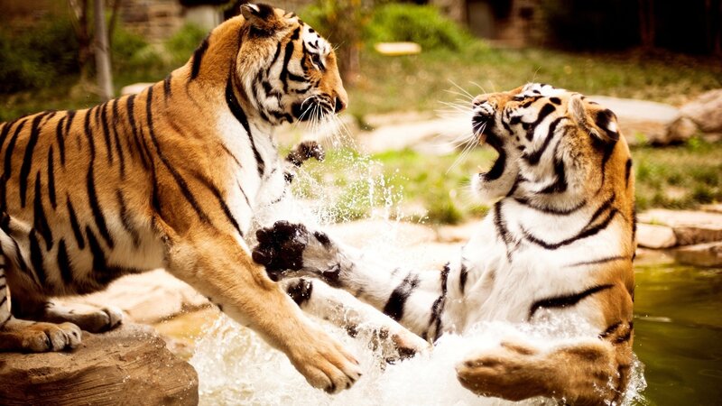 Two Tigers Fighting — Orange, Dramatic, Afternoon, Photograph