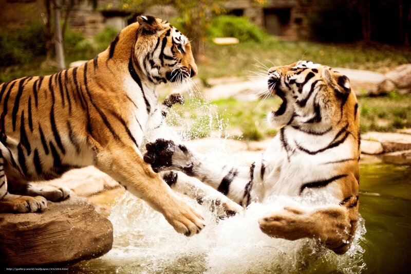 Two Tigers Fighting — Orange, Dramatic, Afternoon, Photograph, Water