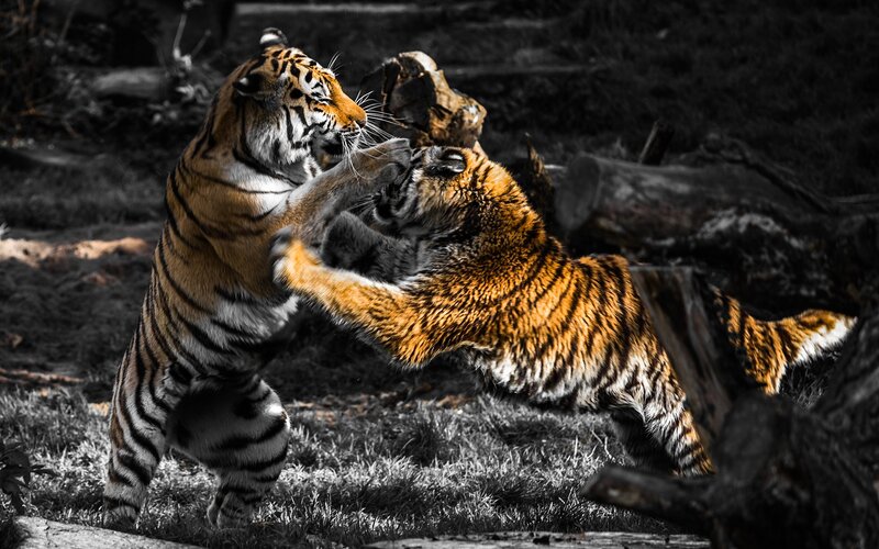 Two Tigers Fighting — Orange, Dramatic, Photograph, Grass