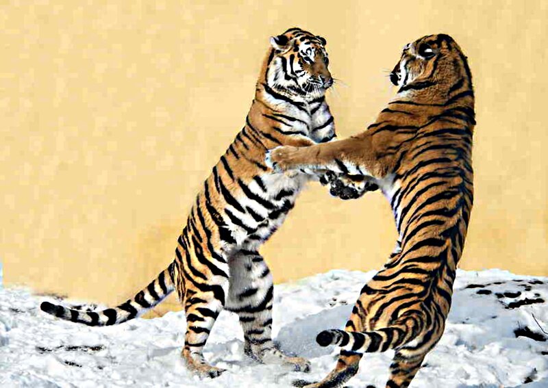 Two Tigers Fighting — Orange, Dramatic, Winter, Photograph