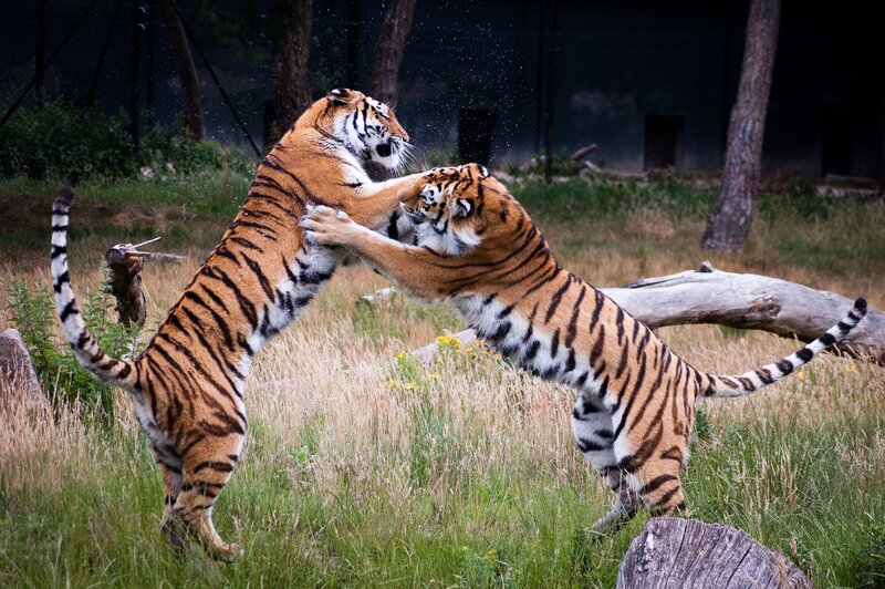 Two Tigers Fighting — Orange, Dynamic, Afternoon, Photograph, Grass