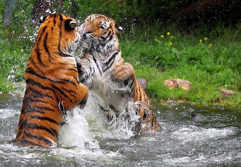 Two Tigers Fighting — Orange, Dynamic