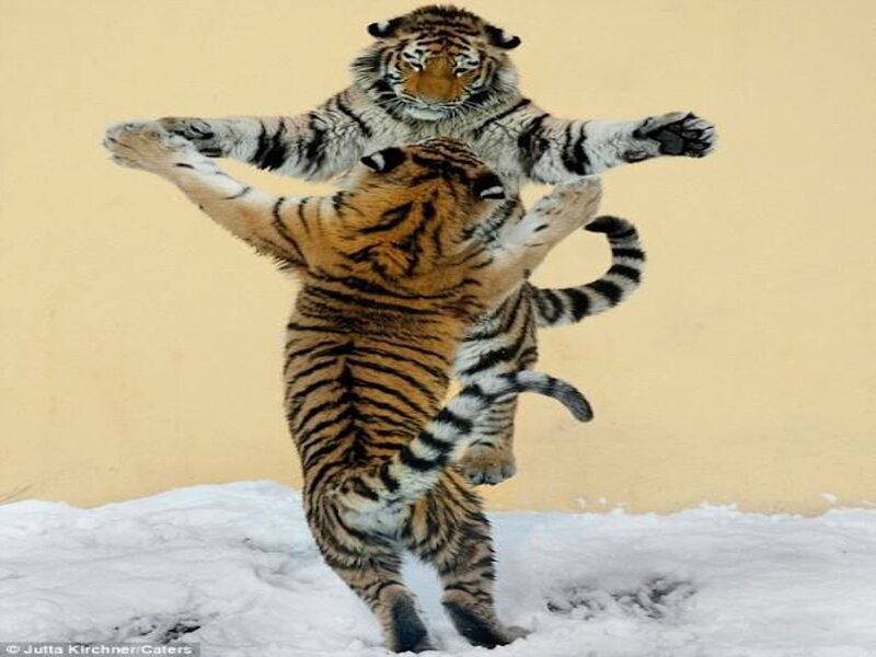 Two Tigers Fighting — Orange, Playful
