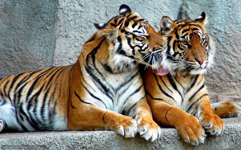 Two tigers grooming each other