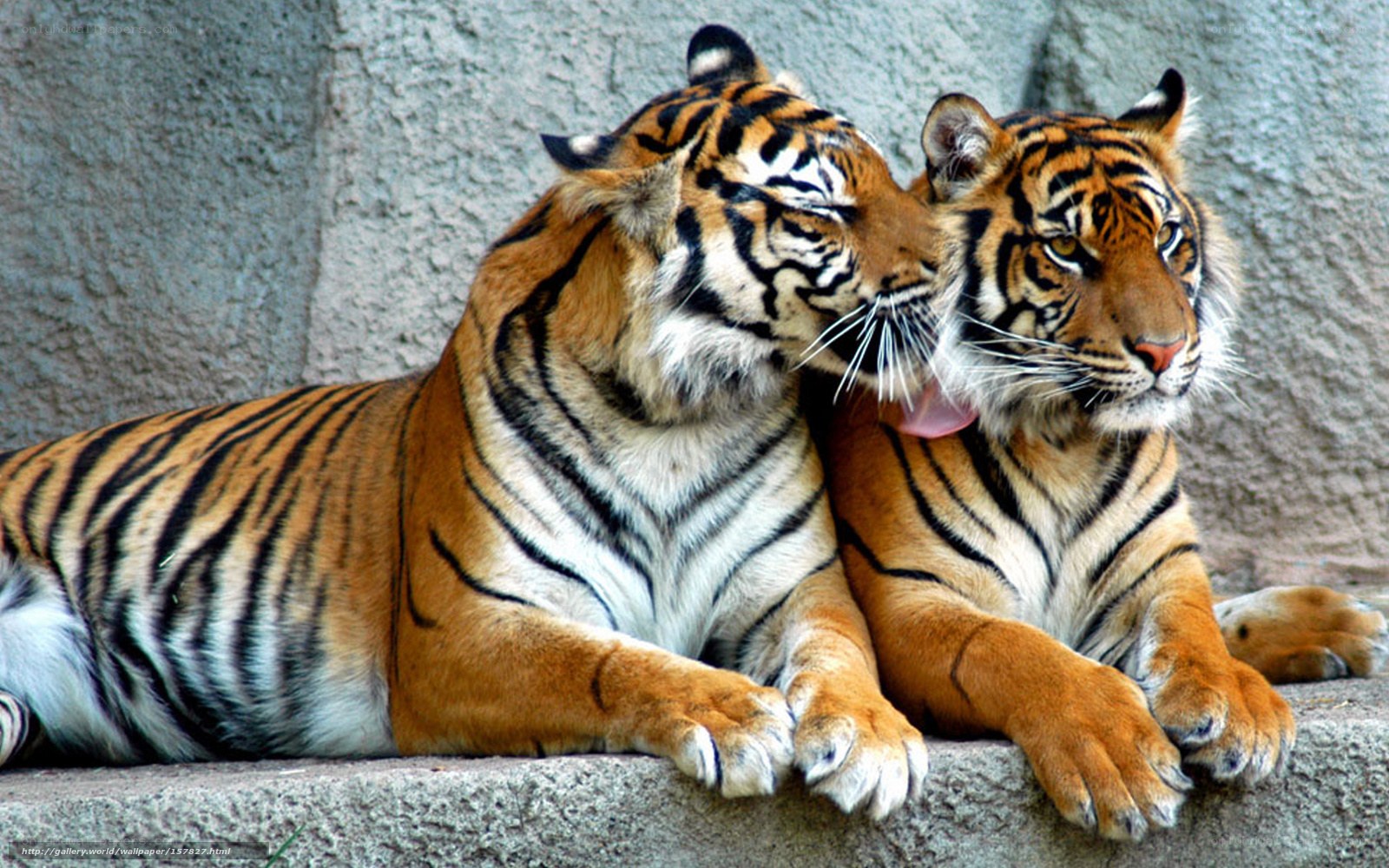 Two tigers grooming each other