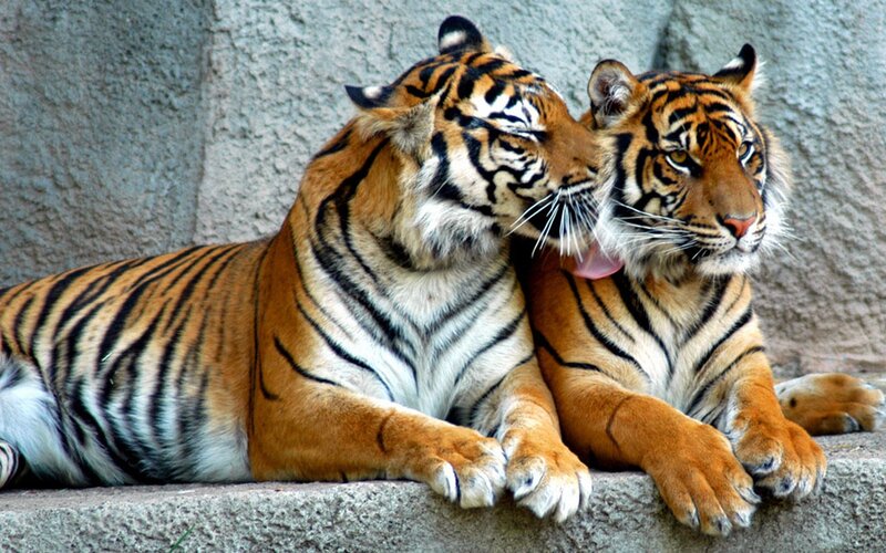 Two Tigers Grooming — Orange, Calm