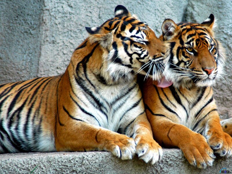Two Tigers Grooming — Orange