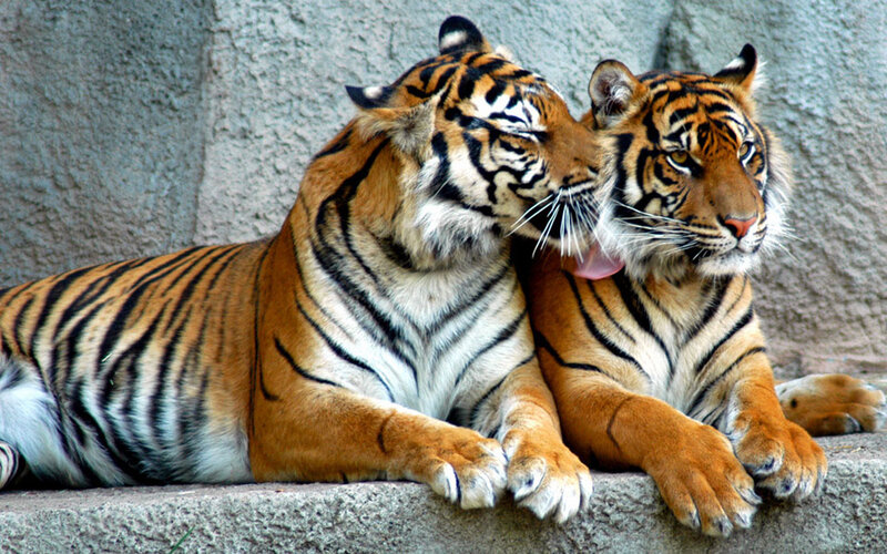 Two Tigers Grooming
