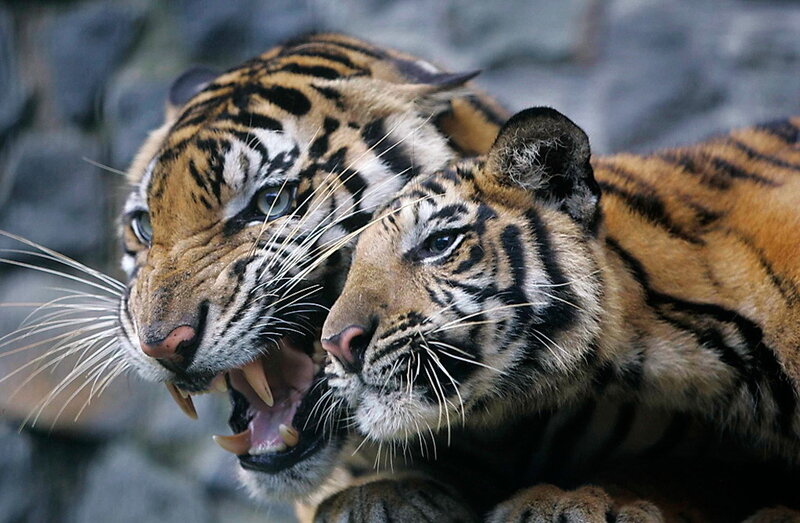 Two tigers in a close-up