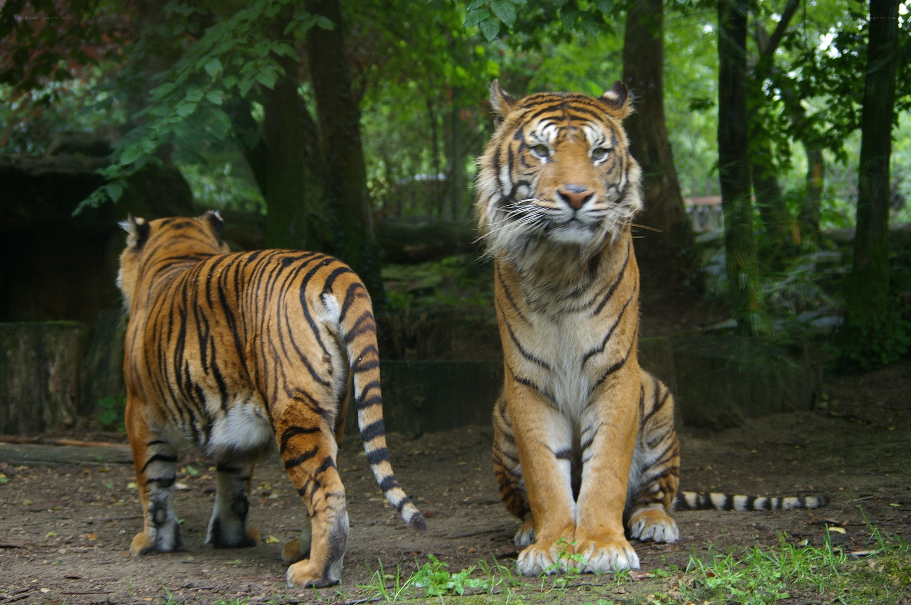 Two tigers in a forest enclosure