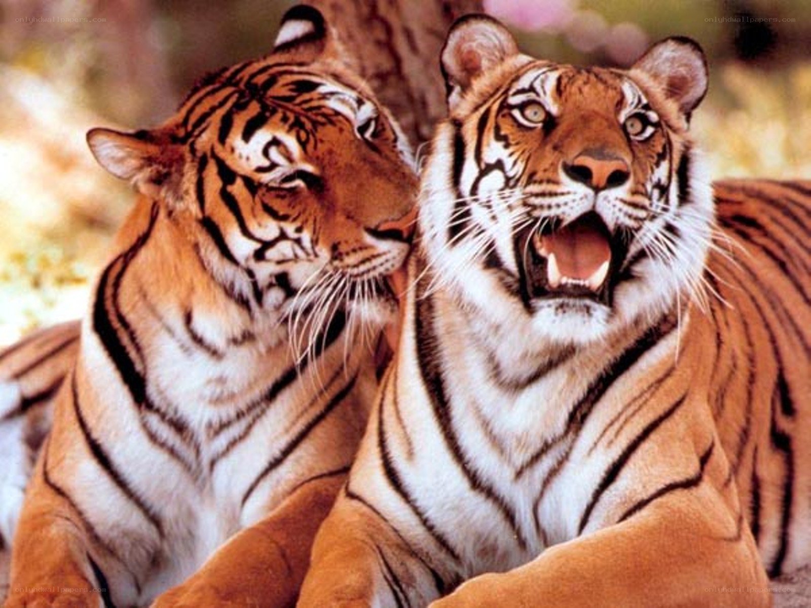 Two tigers in a natural setting