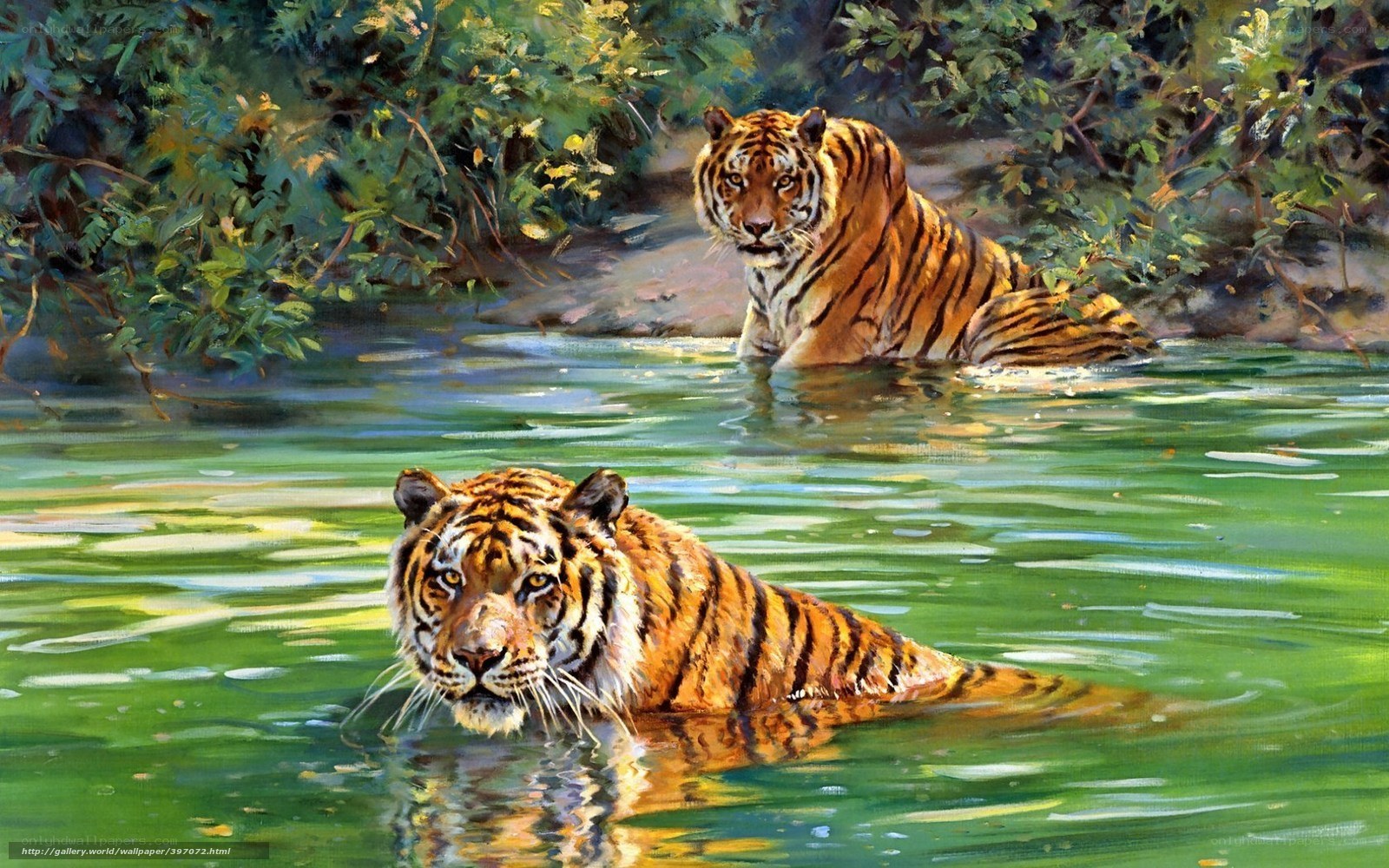 Two tigers in a river