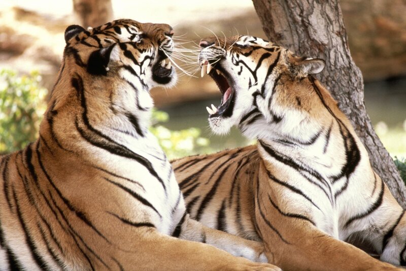 Two tigers in a standoff
