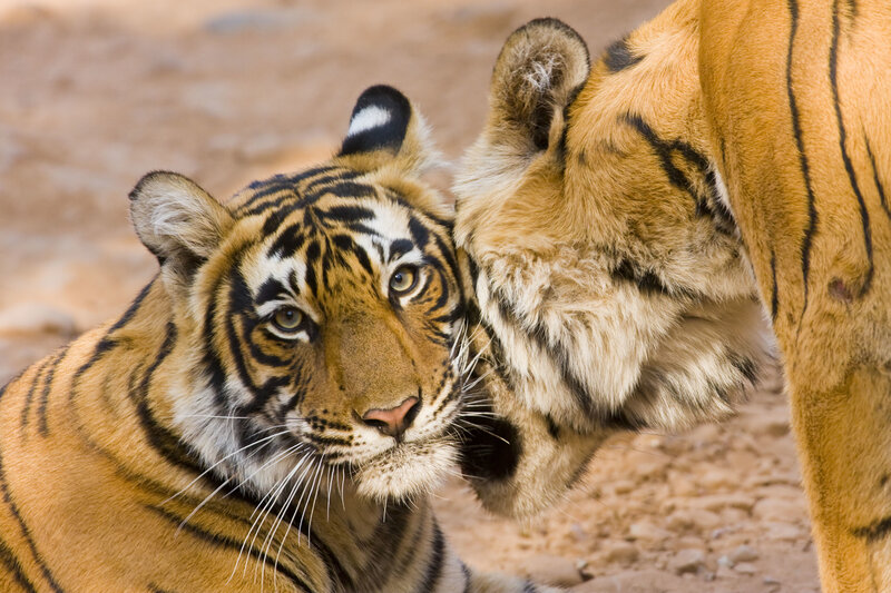 Two tigers in a tender moment