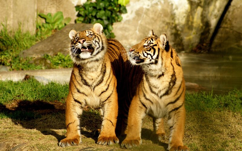 Two tigers in a zoo enclosure