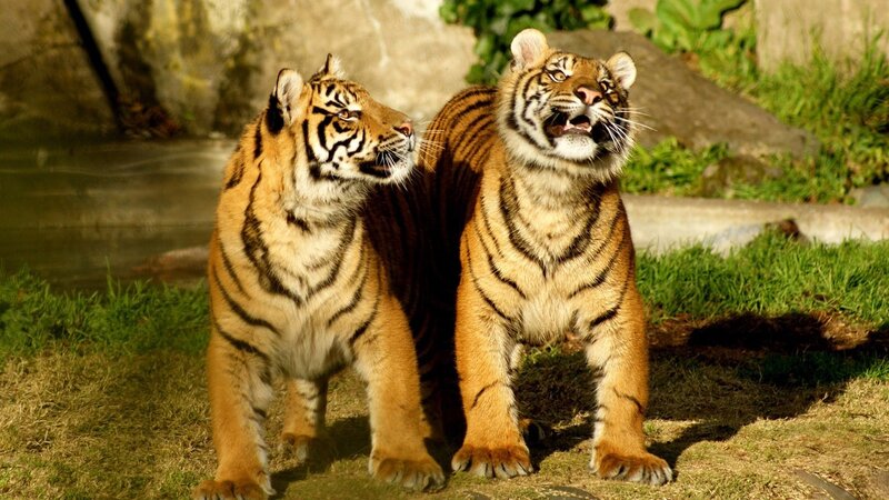 Two tigers in a zoo enclosure