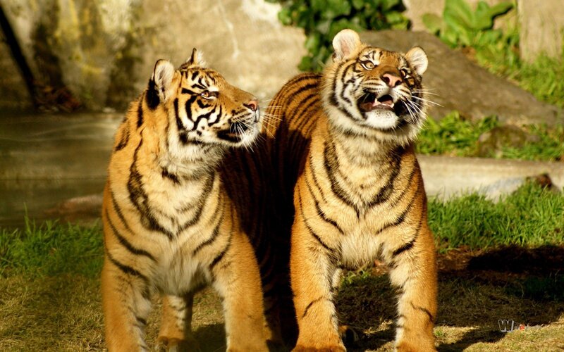Two tigers in a zoo enclosure