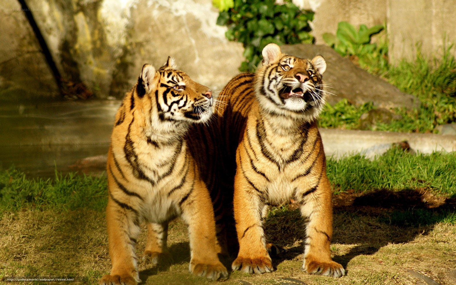 Two tigers in a zoo enclosure