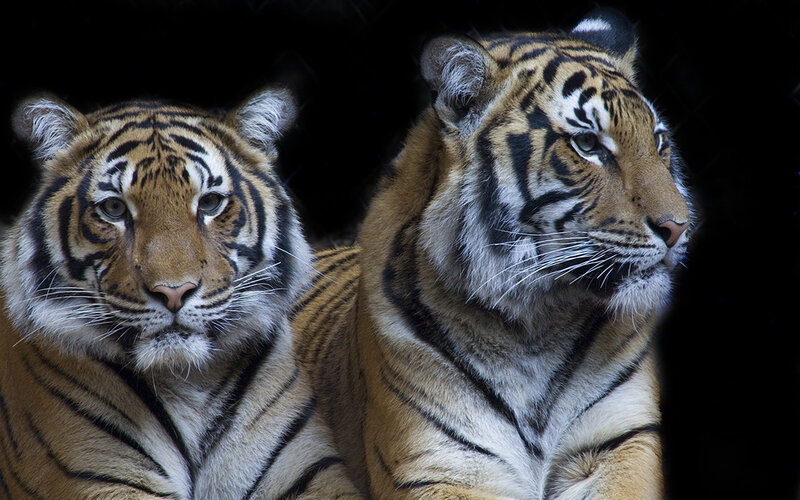 Two tigers in dark setting