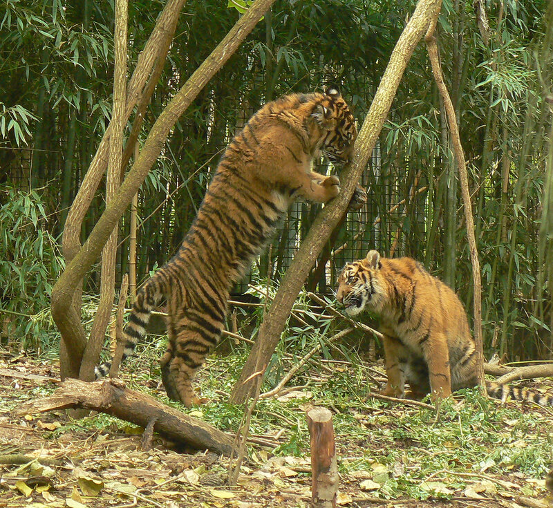 Two Tigers in Enclosure — Brown