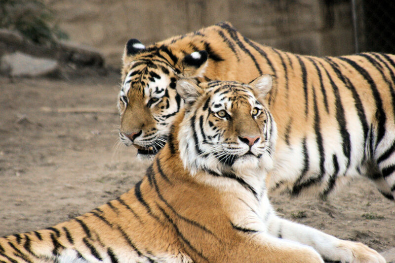Two Tigers in Enclosure