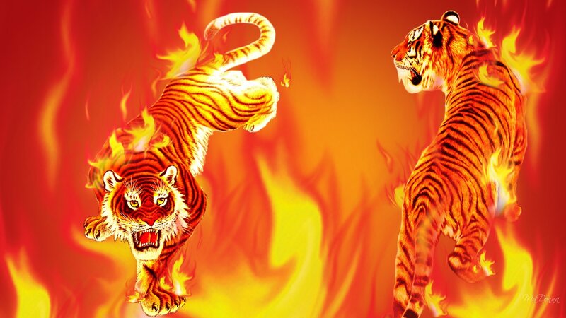 Two Tigers in Flames