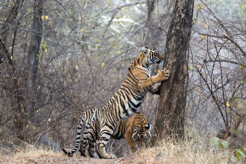 Two Tigers in Forest — Brown, Natural