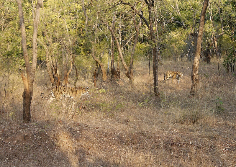 Two Tigers in Forest — Brown