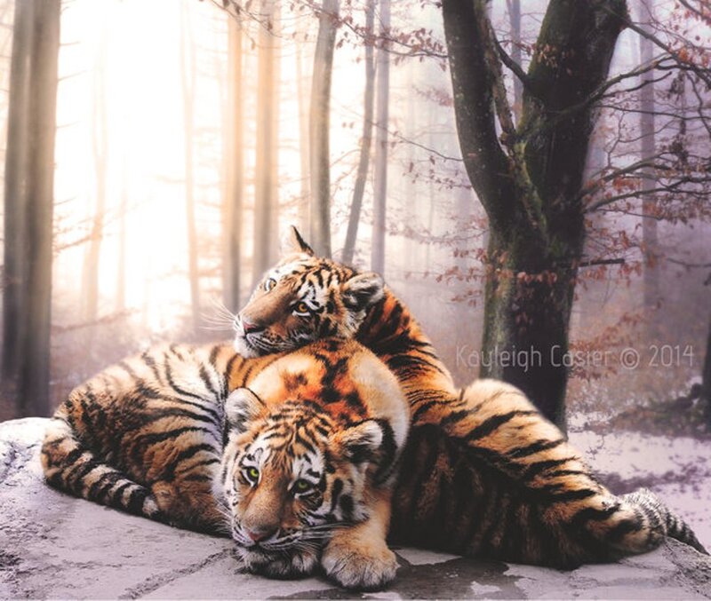 Two Tigers in Forest — Orange, Serene, Autumn