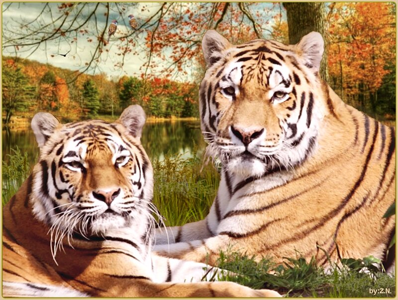 Two Tigers in Forest — Orange
