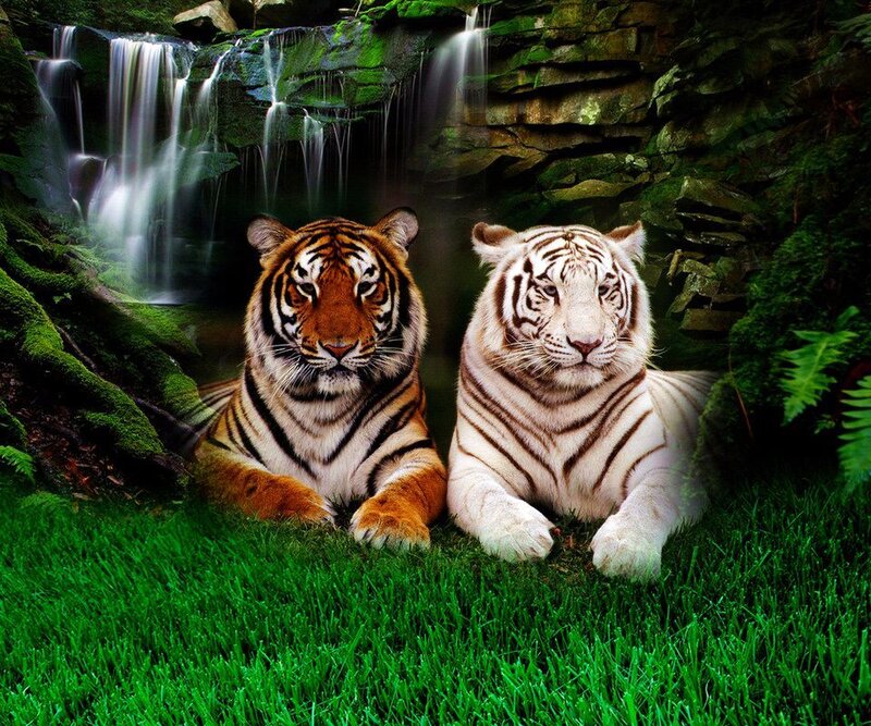 Two Tigers in Forest