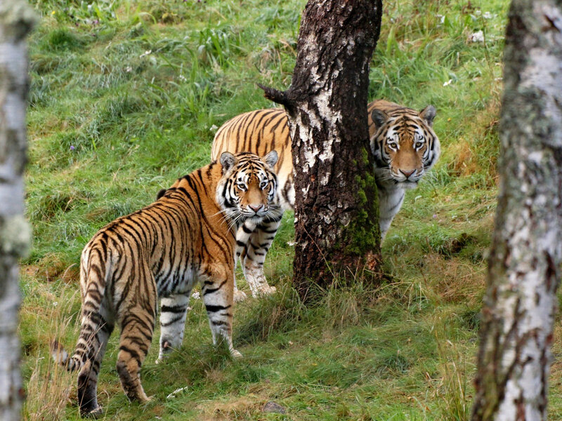 Two Tigers in Grass — Green, Alert