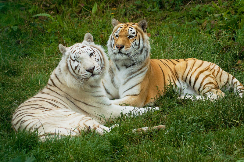 Two Tigers in Grass — Green, Calm