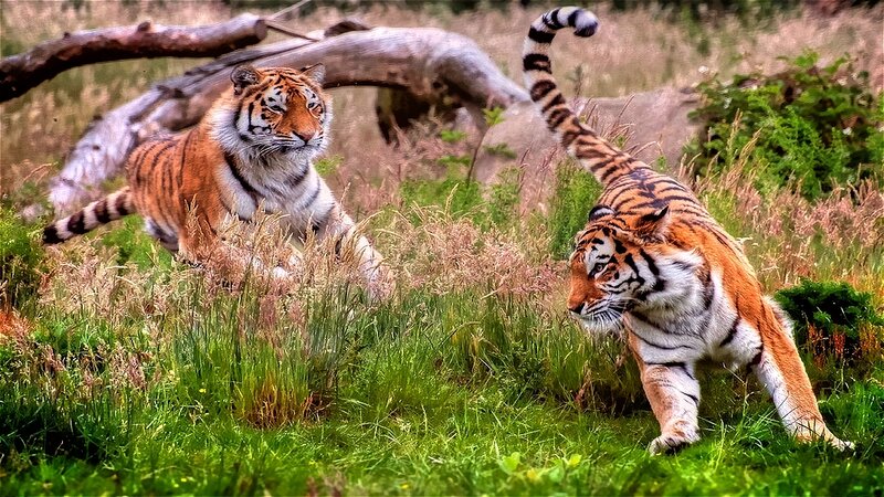 Two Tigers in Grass — Green