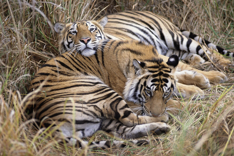 Two Tigers in Grass — Orange, Calm, Afternoon