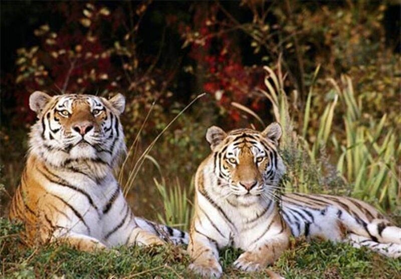 Two Tigers in Grass — Orange, Calm, Autumn