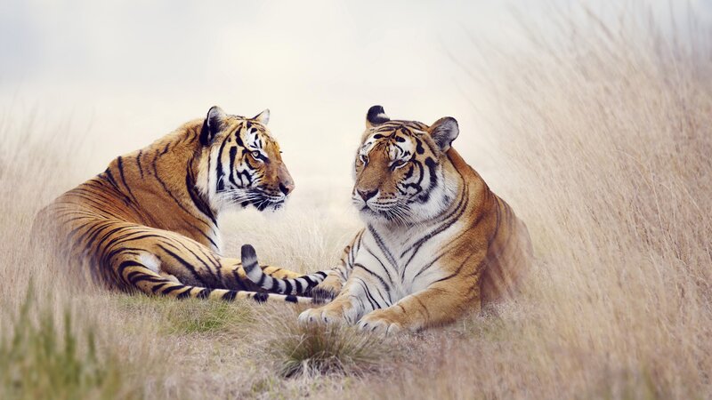 Two Tigers in Grass — Orange, Calm, Photograph