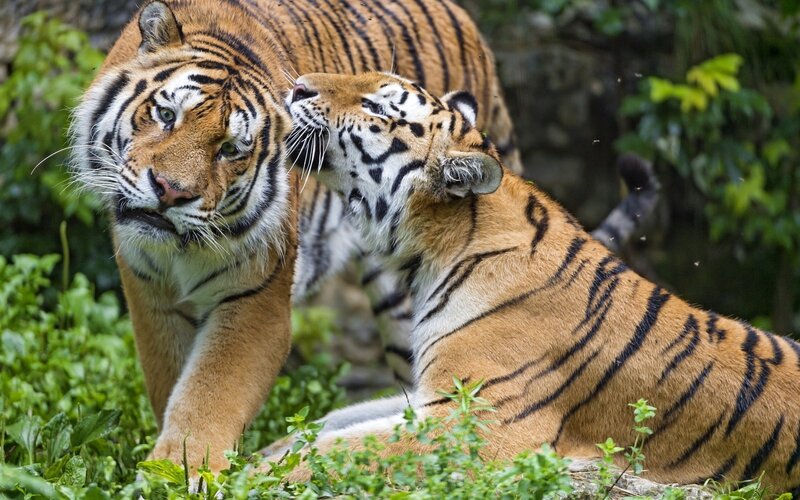 Two Tigers in Grass — Orange, Natural