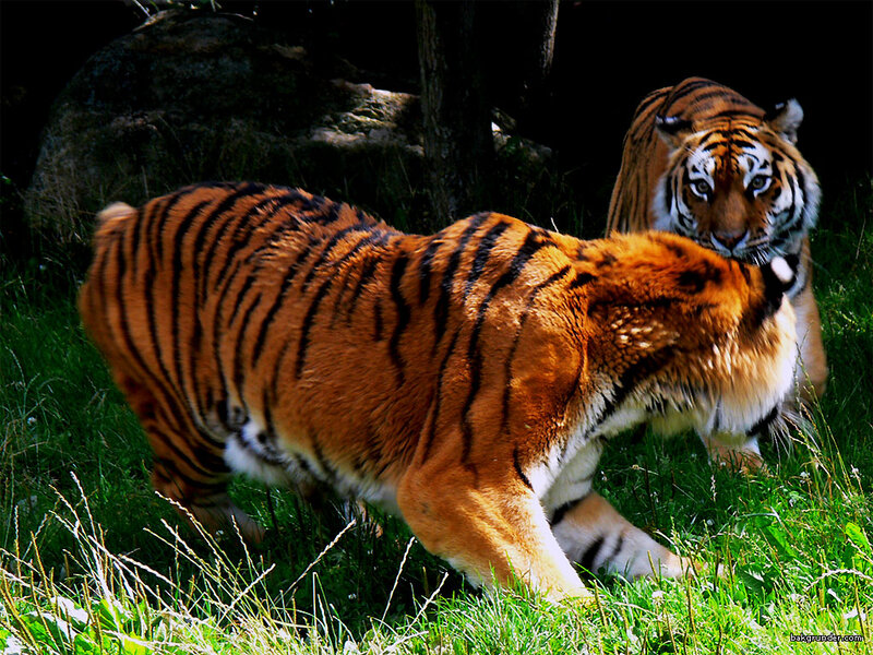 Two Tigers in Grass — Orange