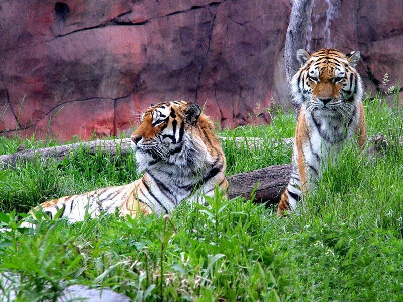 Two Tigers in Grass